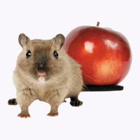 Hamster And Apple Tank Top | Artistshot