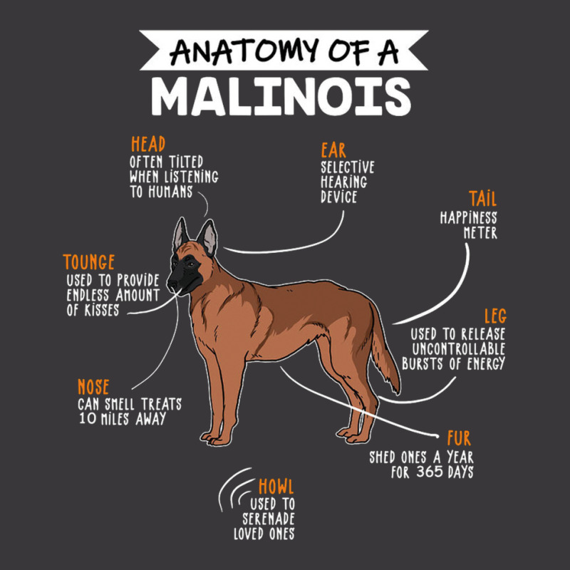 Anatomy Of A Malinois Ladies Curvy T-Shirt by eshop4me | Artistshot