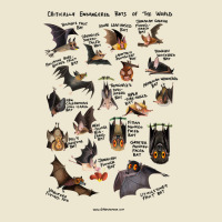 Critically Endangered Bats Of The World Cropped Hoodie | Artistshot