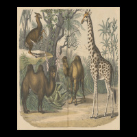 Vintage Art Of Ancient Animals Giraffe Brown Camels Retro Encyclopedia Cropped Hoodie | Artistshot