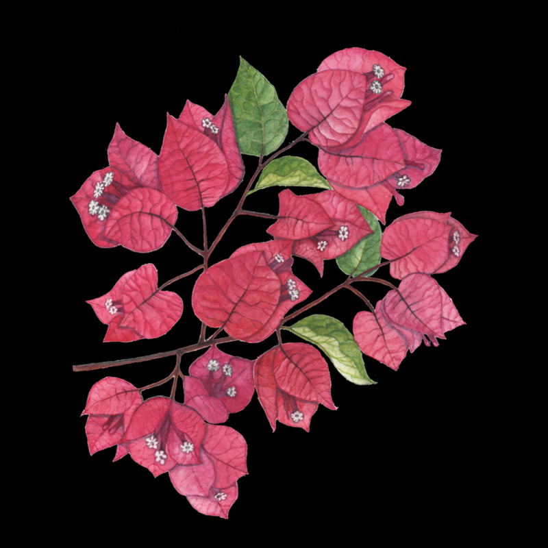 Bougainvillea On Black Pocket T-Shirt by TerryPhelps | Artistshot