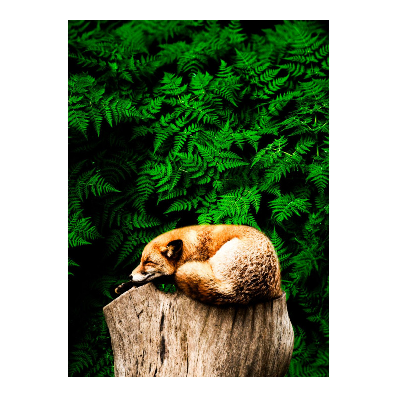 Fox Maternity Scoop Neck T-shirt | Artistshot