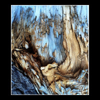 Tree Wood Texture   Abstract Pattern Fleece Short | Artistshot