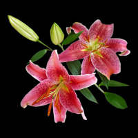 Stargazer Lily Great For Gardeners Flower Lovers T Kids Cap | Artistshot