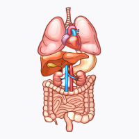 Halloween T Shirt Internal Organ Diagram Anatomy T-shirt | Artistshot