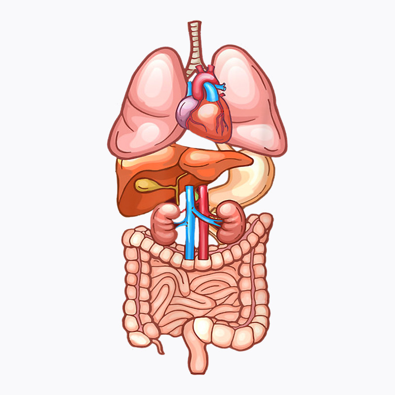 Halloween T Shirt Internal Organ Diagram Anatomy T-shirt | Artistshot