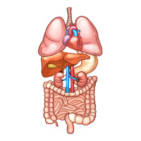 Halloween T Shirt Internal Organ Diagram Anatomy Crewneck Sweatshirt | Artistshot