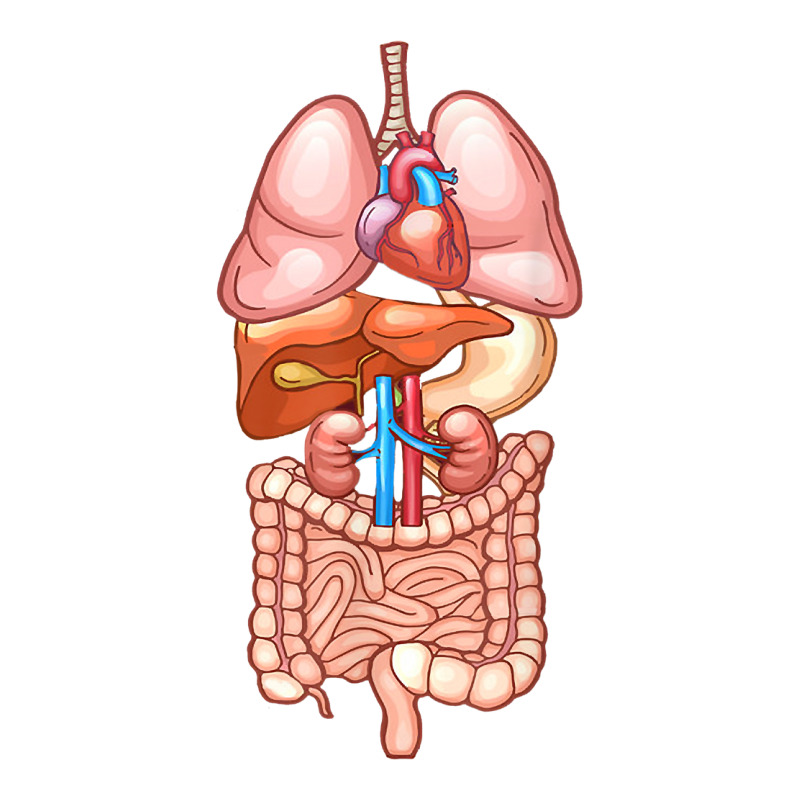 Halloween T Shirt Internal Organ Diagram Anatomy Crewneck Sweatshirt | Artistshot