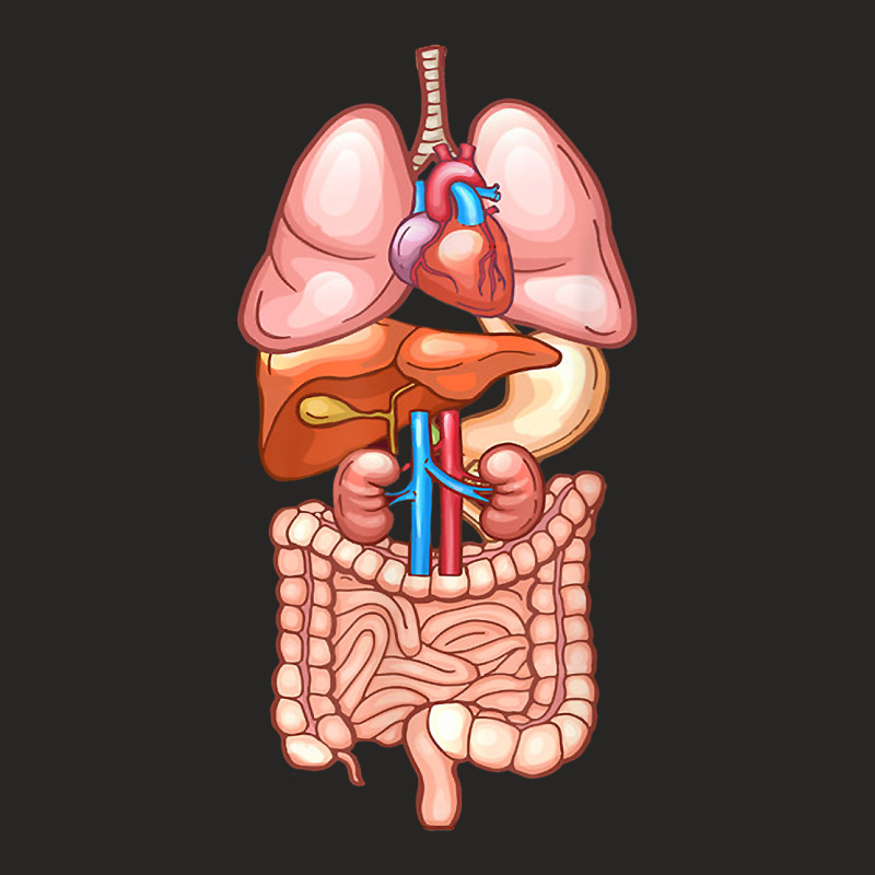 Halloween T Shirt Internal Organ Diagram Anatomy Ladies Fitted T-Shirt by laloormis | Artistshot