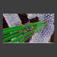 Microtubules During Mitosis Humor Men's Polo Shirt | Artistshot