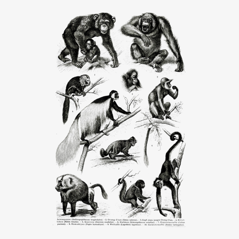 Vintage Monkeys Apes Chimpanzee Primates Evolution Ladies Fitted T-Shirt by karynadreck | Artistshot