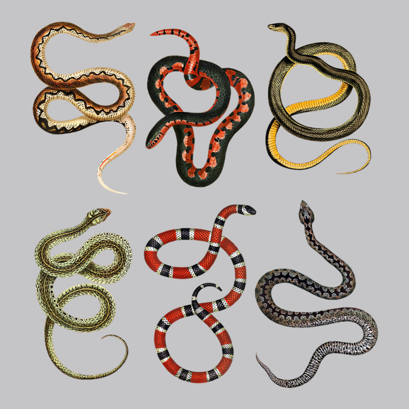 Different Types Of Snakes For Snake Lovers T Shirt Baby Bodysuit by sudhirka | Artistshot