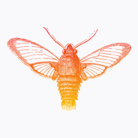 Colorful Cicada Music T-shirt | Artistshot