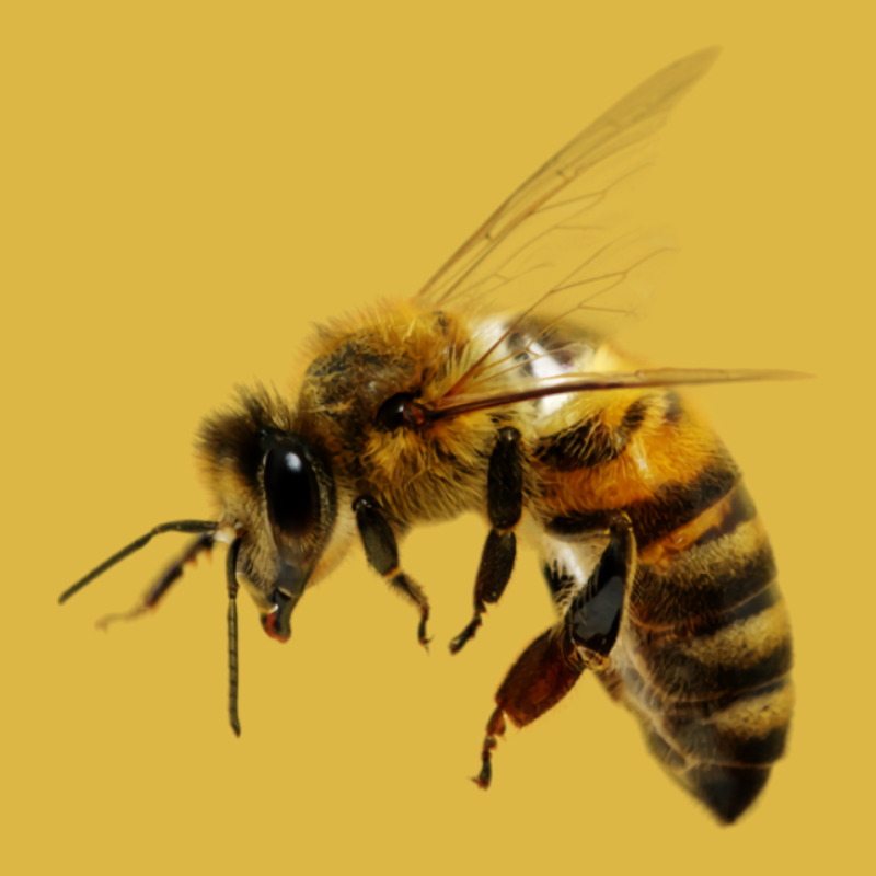 Bees Classic T-shirt by mazzaotabex | Artistshot