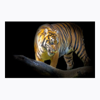 Tiger Animal Feline Wild Life Jungle Nature Freedo T-shirt | Artistshot