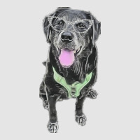 Stacey The Black Lab Hippie Exclusive T-shirt | Artistshot