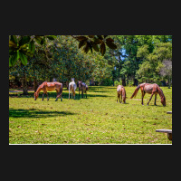 Wild Horses At Cumberland Island National Seashore Flannel Shirt | Artistshot