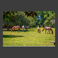 Wild Horses At Cumberland Island National Seashore Men's Polo Shirt | Artistshot