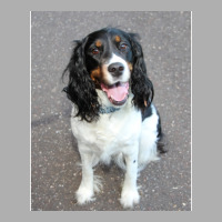 English Springer Spaniel Black White Tan Sitting H Ladies Fitted T-shirt | Artistshot