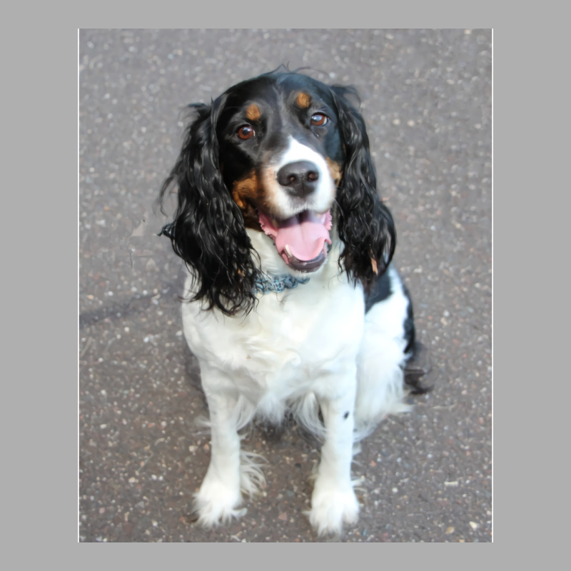 English Springer Spaniel Black White Tan Sitting H Ladies Fitted T-Shirt by sawinwillcaz | Artistshot