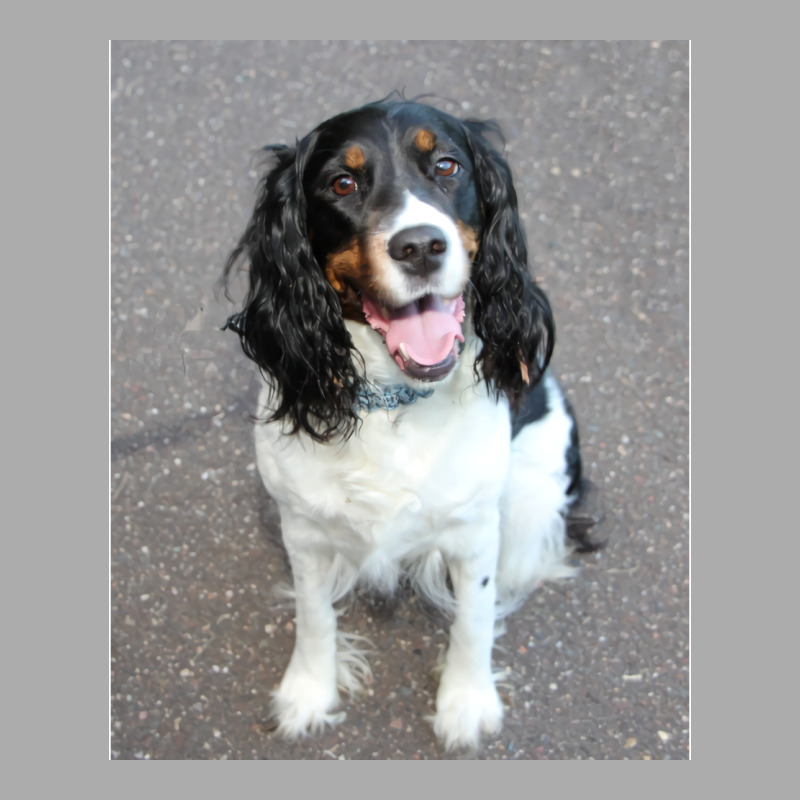 English Springer Spaniel Black White Tan Sitting H Women's Pajamas Set by sawinwillcaz | Artistshot