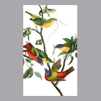 John James Audubon   Painted Bunting Youth 3/4 Sleeve | Artistshot