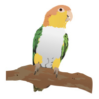 Caique Parrot Funny V-neck Tee | Artistshot