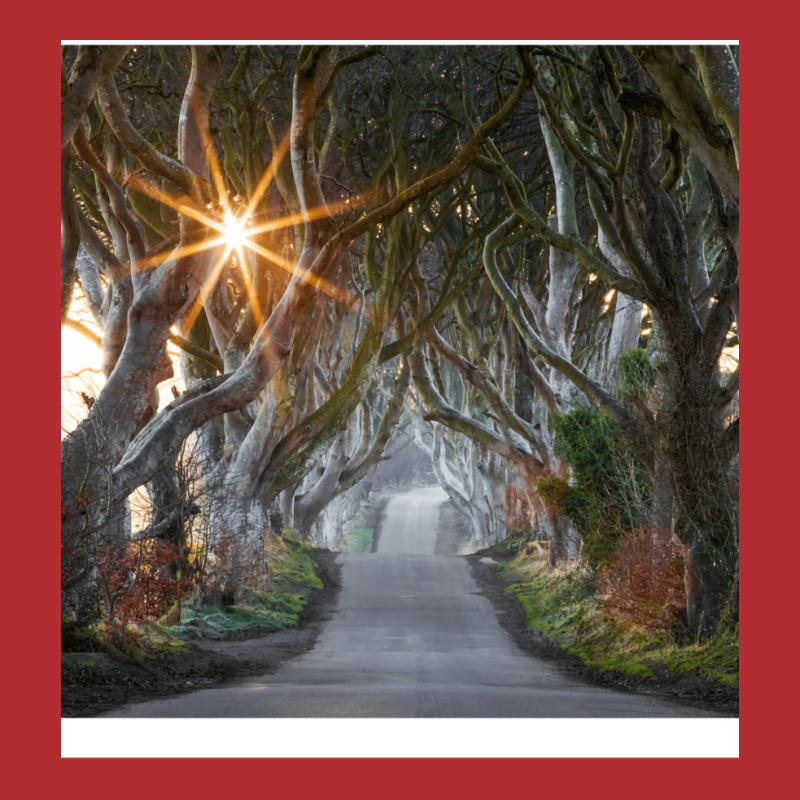 The Dark Hedges  County Antrim  Northern Ireland Ladies Fitted T-Shirt by pectolboevex | Artistshot