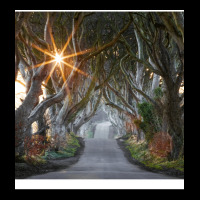 The Dark Hedges  County Antrim  Northern Ireland Cropped Hoodie | Artistshot