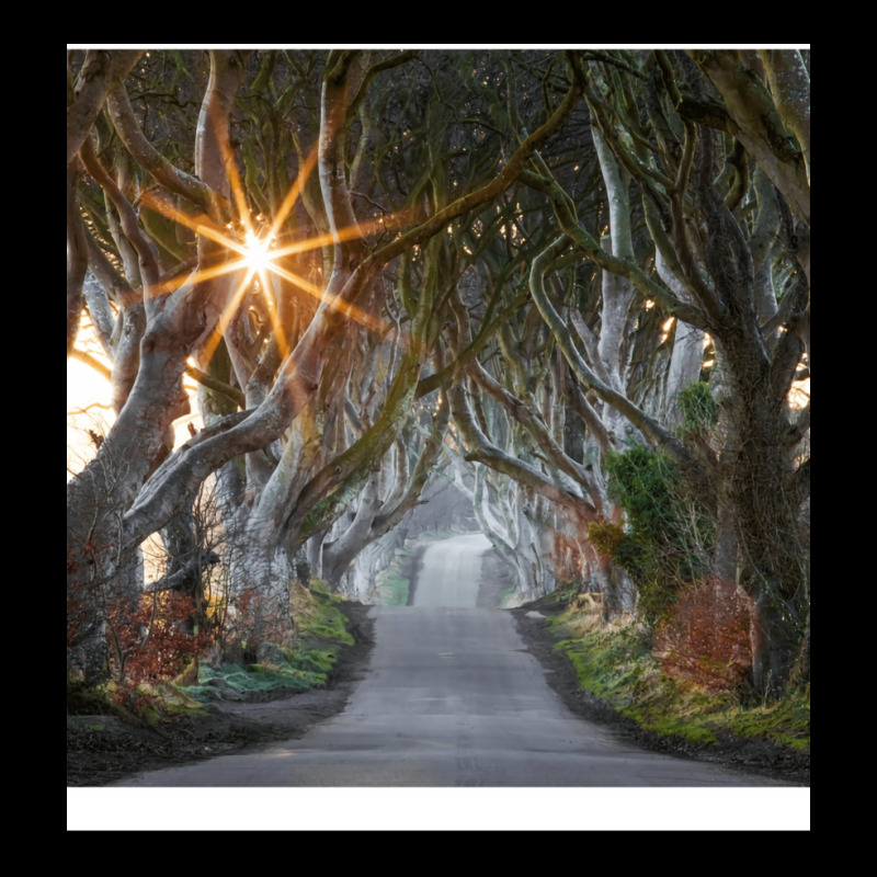 The Dark Hedges  County Antrim  Northern Ireland Cropped Hoodie by pectolboevex | Artistshot