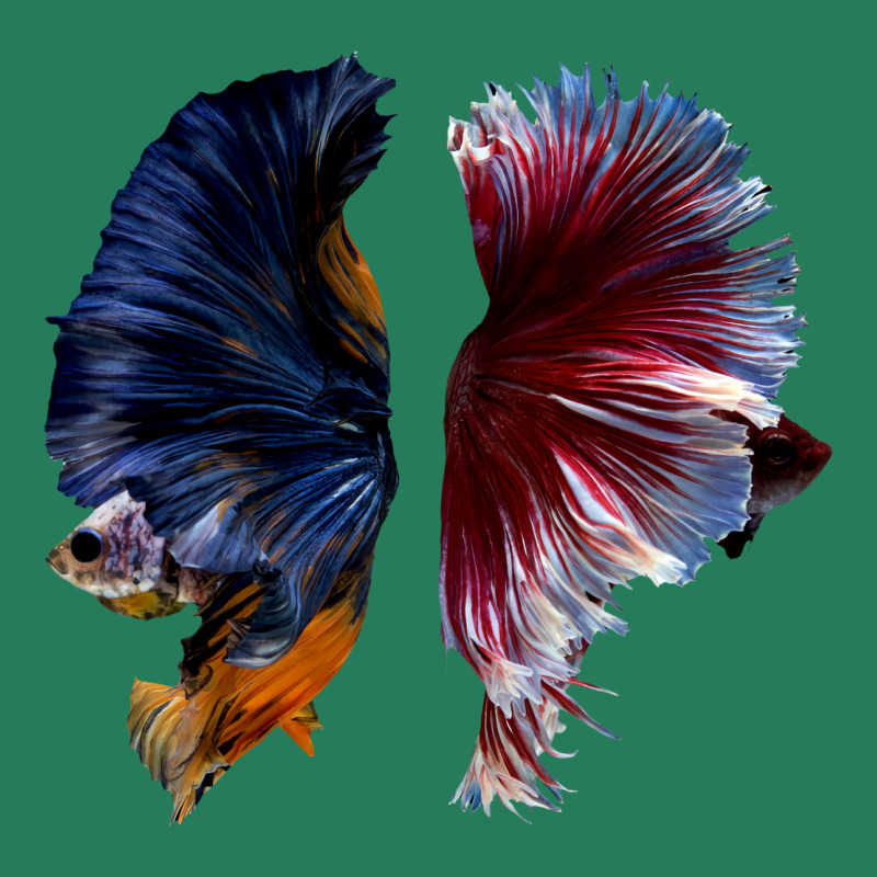 Beautiful Two Betta Fish Full Color Trending T-shirt | Artistshot