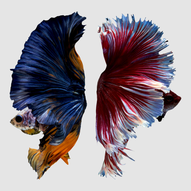 Beautiful Two Betta Fish Full Color Trending Exclusive T-shirt | Artistshot