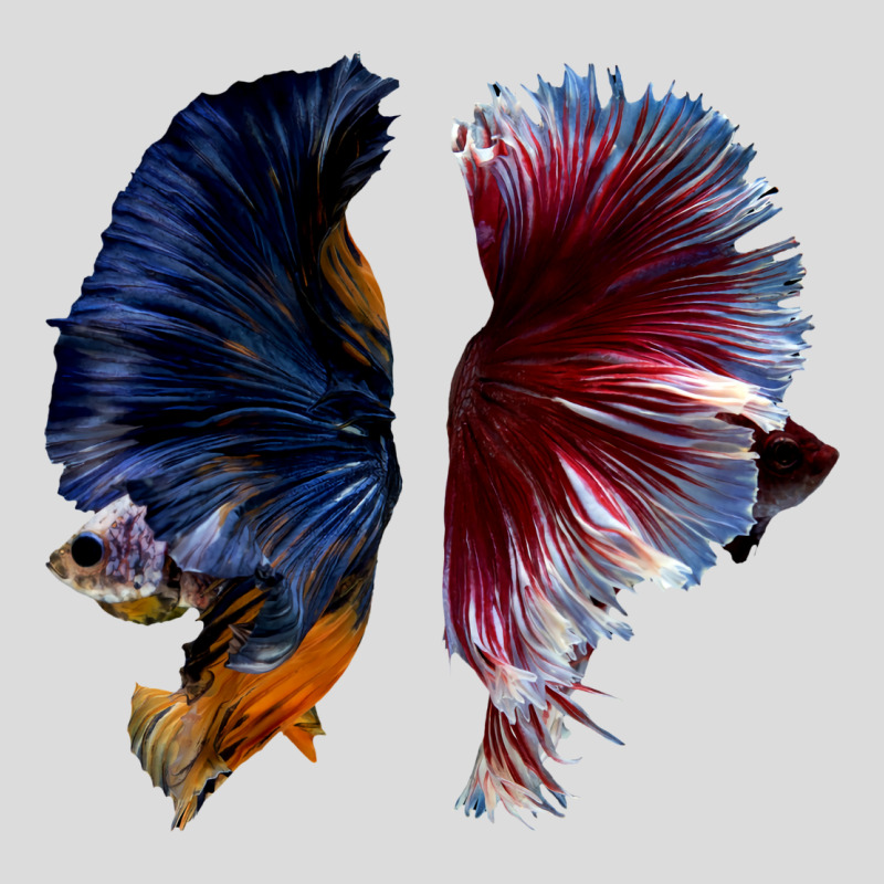 Beautiful Two Betta Fish Full Color Trending Men's Polo Shirt | Artistshot