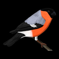 Bullfinch Bird Birdlover Birdwatcher Animal Biolog Adjustable Cap | Artistshot