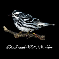 Bird Blackandwhite Warbler Ornithology Adjustable Cap | Artistshot