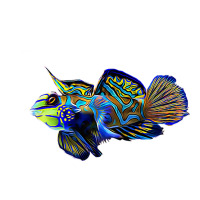 Mandarin Goby Dragonet Saltwater Reef Aquarium Fish Tank Premium Raglan Crop Top | Artistshot