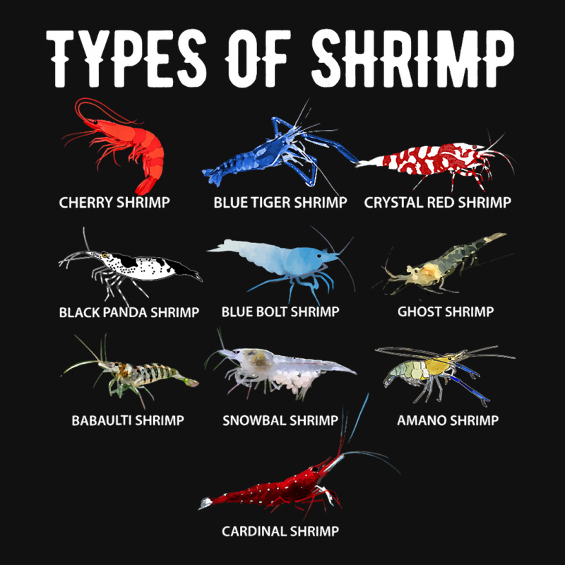 Types Of Shrimp Shirt Neocaridina Shrimp Shirt Shr Graphic T-shirt by DEBORAHBOURSSIQUOT | Artistshot