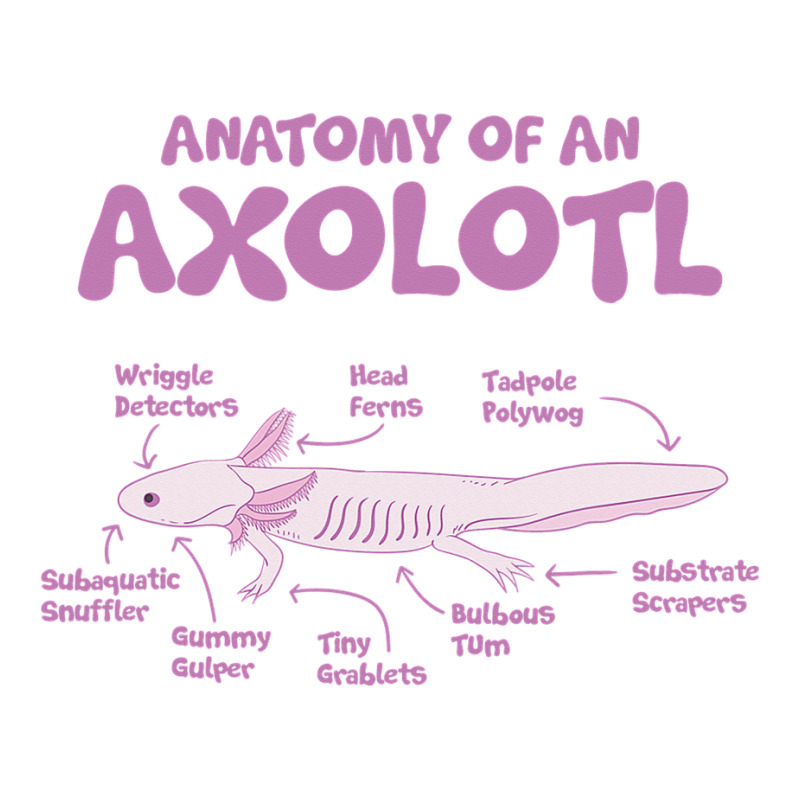 Anatomy Of An Axolotl Axolotls Biology Diagram Raglan Crop Top By ...