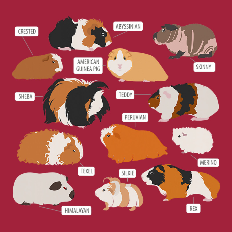 Guinea Pig Breeds   Costume Clothing Accessories Basic T-shirt | Artistshot