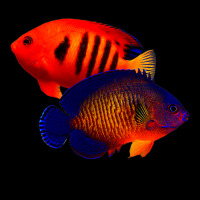 Saltwater Dwarf Angelfish Flame Angel Coral Beauty Adjustable Cap | Artistshot