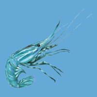 Aqua Colored Prawn Basic T-shirt | Artistshot