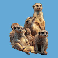 Lettertrunk Meerkat Family In The Kalahari Desert Basic T-shirt | Artistshot