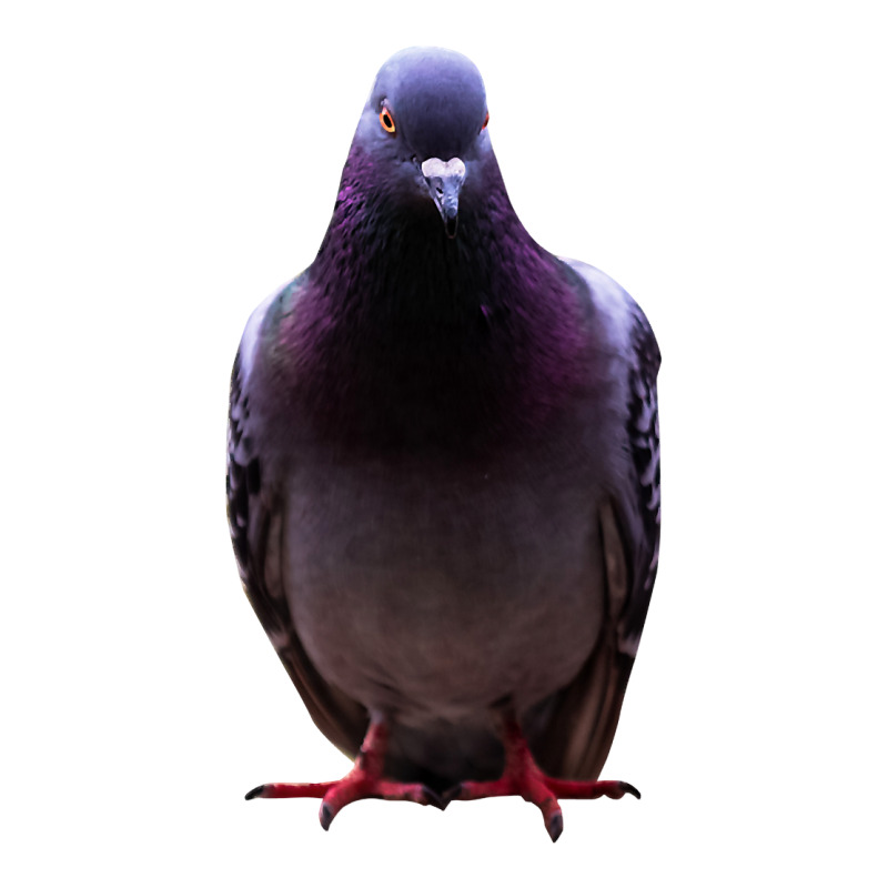 Colorful Pigeon Animals Dovecote Race Birds Birding Breeding Premium T ...