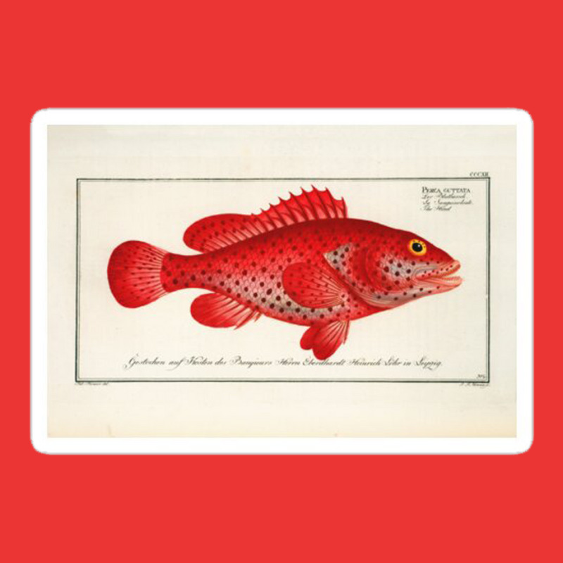 Antique Crustacean Print Homarus Americanus The American Lobster 57476 Mesh Cap | Artistshot