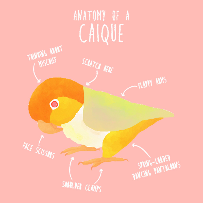 Caique T  Shirt Anatomy Of A White  Bellied Caique T  Shirt Urban Heavy T-shirt | Artistshot