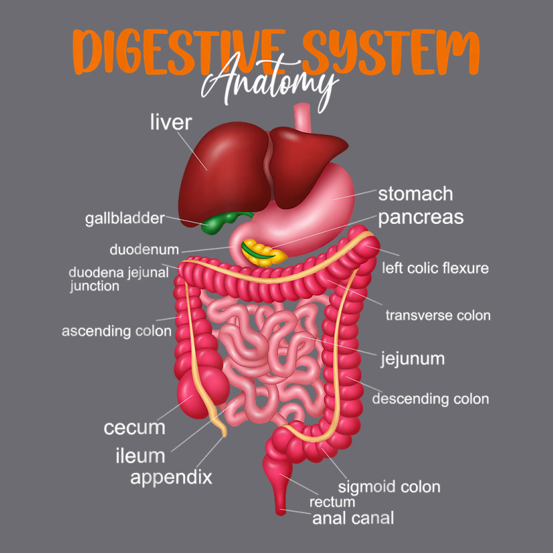 Funny Digestive System Anatomy Anatomical Biology Teacher T Shirt Mesh cap by gyzhahykaete | Artistshot