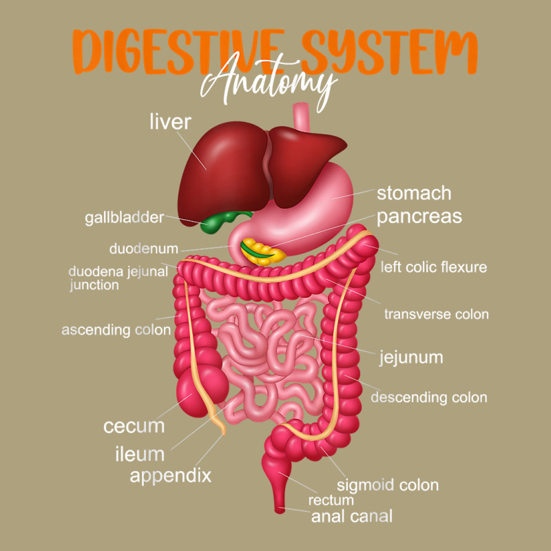 Funny Digestive System Anatomy Anatomical Biology Teacher T Shirt Flat Bill Snapback Cap by gyzhahykaete | Artistshot