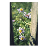 Porch Rail Aster Cub Paper Bag - 8 X 4 1/2 X 10 1/4 | Artistshot