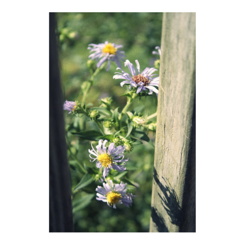 Porch Rail Aster Cub Paper Bag - 8 X 4 1/2 X 10 1/4 | Artistshot