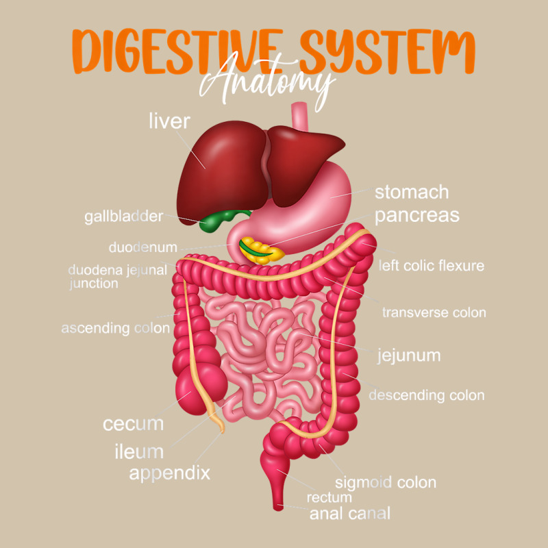 Funny Digestive System Anatomy Anatomical Biology Teacher T Shirt Adjustable Baseball Cap by lazhehurezhu | Artistshot